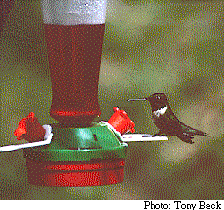 photo d'un Colibri  gorge rubis 