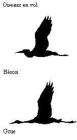 dessin des silhouettes de vol d'un hron et d'une grue