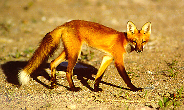 photo d'un renard roux