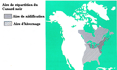 carte de l'aire de rpartition du Canard noir