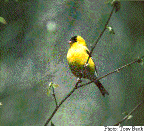 photo d'un Chardonneret jaune