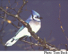 Photo d'un Geai bleu