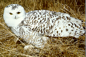 photo d'un Harfang des neiges