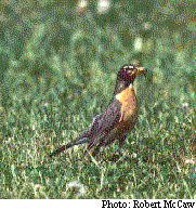photo d'un Merle d'Amrique