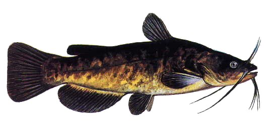 BARBOTTE BRUNE