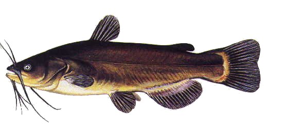 BARBOTTE NOIRE