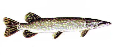 BROCHET