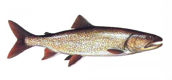 TOULADI