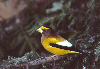 photo d'un Gros-bec errant