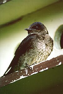 photo d'une Hirondelle noire