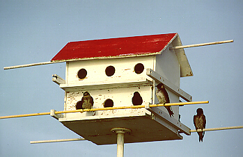 photo d'une maisonnette pour les Hirondelles noires