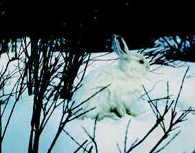 photo d'un livre d'Amrique en hiver