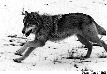 photo d'un loup