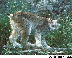 photo d'un lynx du Canada