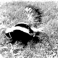 photo d'une moufette raye