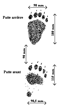 Patte arrire