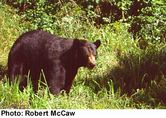 Ours noir