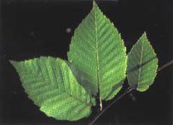 Photo - feuille