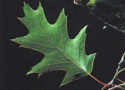 Photo - feuille