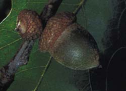 Photo - fruit