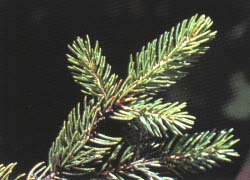 Photo - feuille
