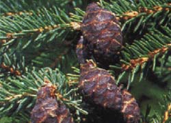 Photo - fruit
