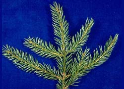 Photo - feuille