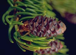 Photo - fruit