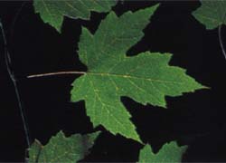 Photo - feuille