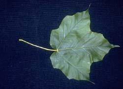 Photo - feuille