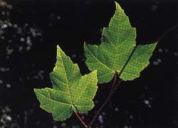 Photo - feuille