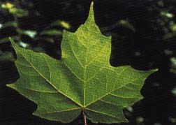 Photo - feuille