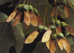 Photo - fruit