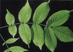 Photo - feuille