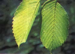 Photo - feuille
