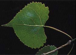 Photo - feuille