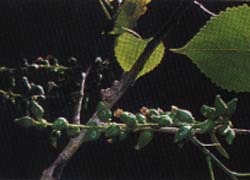 Photo - fruit