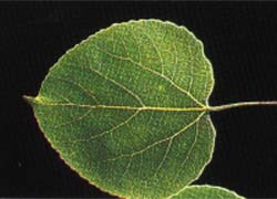 Photo - feuille