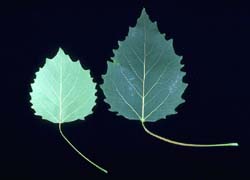 Photo - feuille