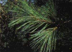 Photo - feuille