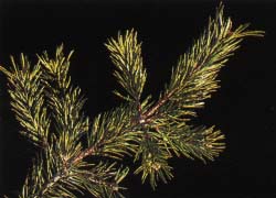 Photo - feuille