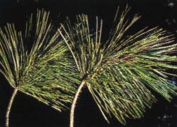 Photo - feuille
