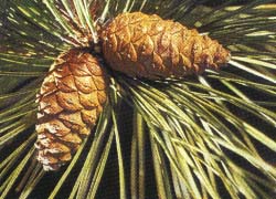 Photo - fruit