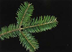 Photo - feuille