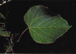Photo - feuille