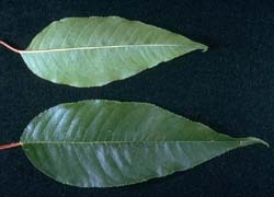 Photo - feuille