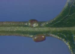 Photo - fruit