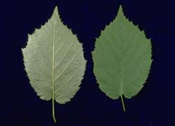 Photo - feuille