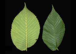 Photo - feuille