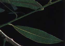 Photo - feuille
